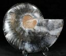 Beautiful Black Ammonite - Inches (Half) #23911-1